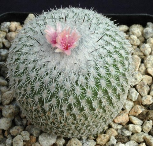 Epithelantha_micromeris_2